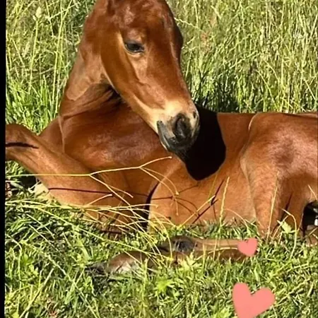 Cosy Boxes Chevaux En Sus *